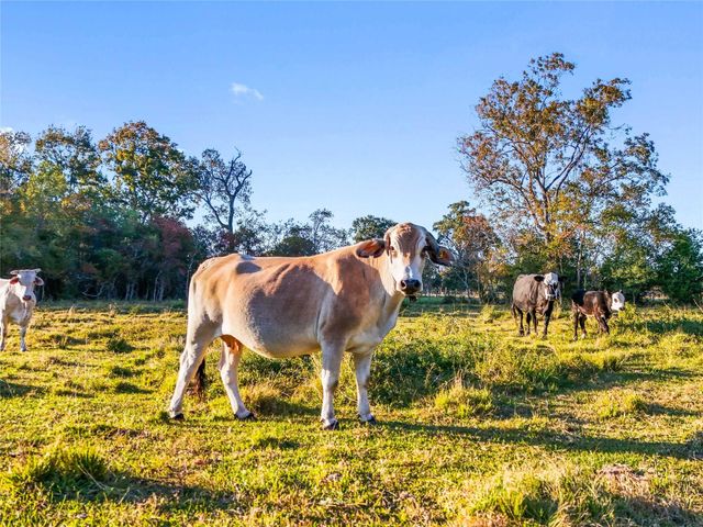 TBD County Road 2090, Liberty, TX 77575