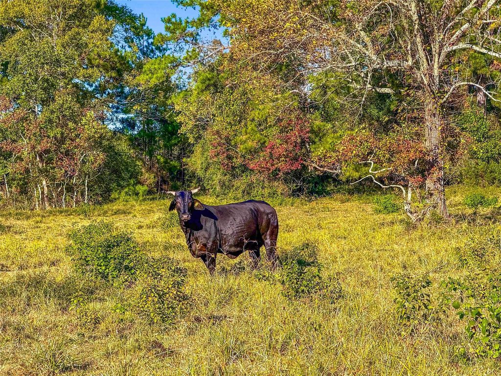 TBD County Road 2090, Liberty, TX 77575