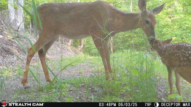 1740 Huntersland Road, Middleburgh, NY 12122