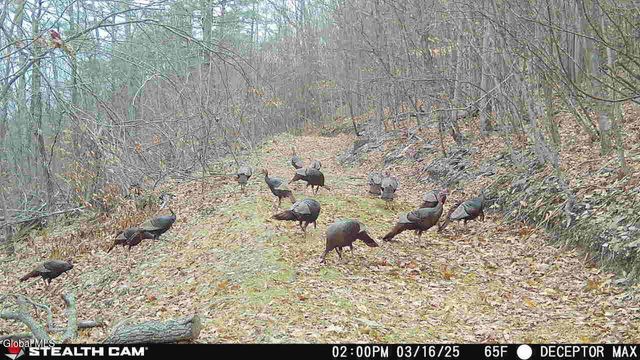 1740 Huntersland Road, Middleburgh, NY 12122