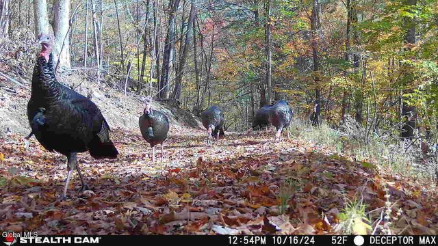 1740 Huntersland Road, Middleburgh, NY 12122