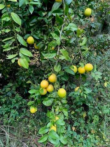 16303 SW 75TH STREET, Archer, FL 32618