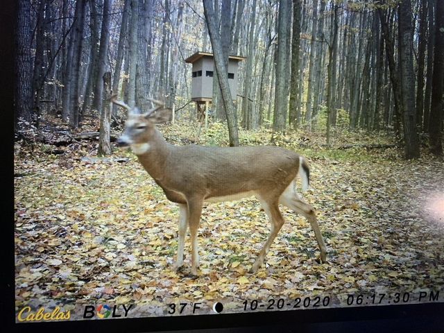 40+/- Acres 48th Street, Chase, MI 49623