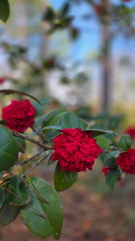 2133 Trail Point, Aiken, SC 29803