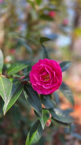 2133 Trail Point, Aiken, SC 29803