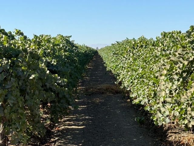 29000 El Dorado Ave, Five Points, CA 93210