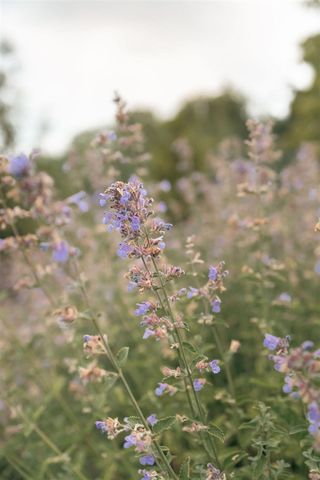 5553 Hidden Pond Lane, Sawyer, MI 49125