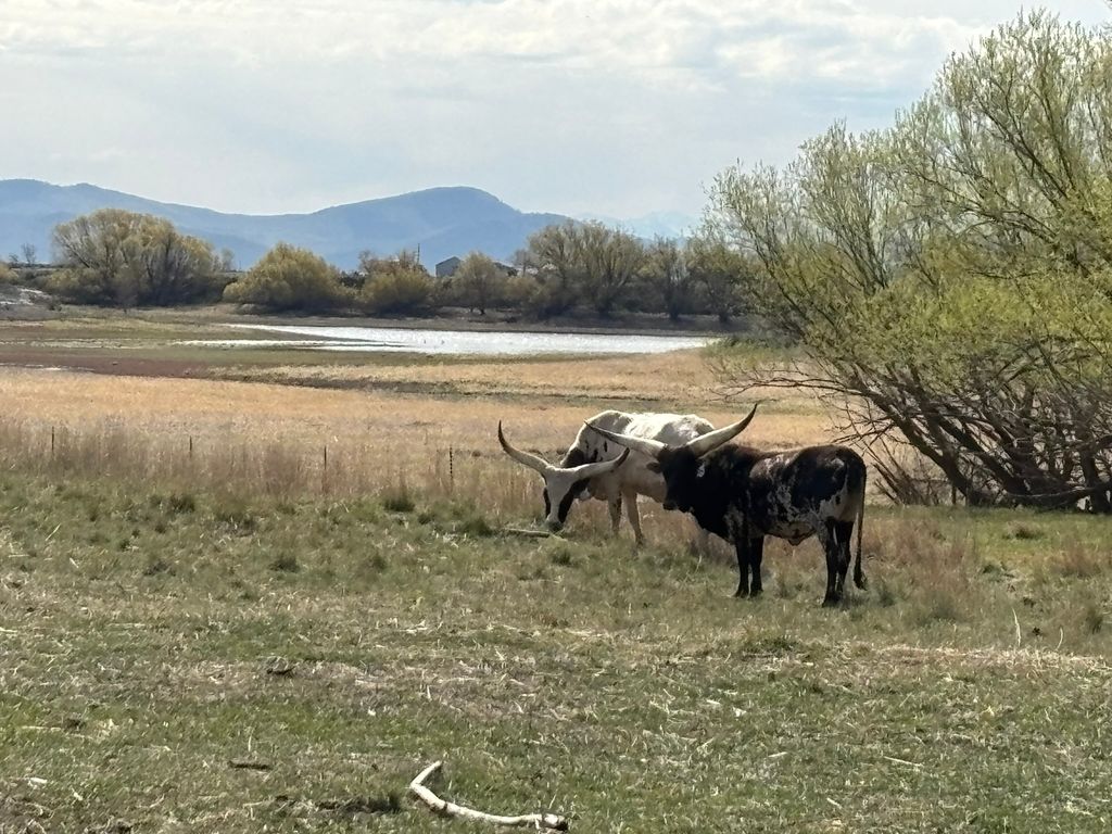 3 Finley Gulch Road, Lonepine, MT 59848 photo 79