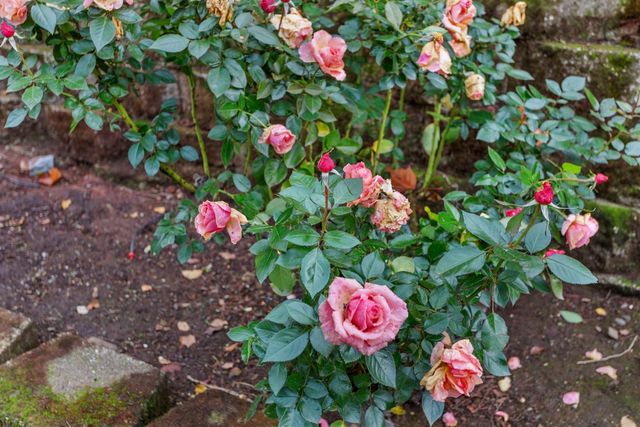 4001 Coldwater Dr, Rocklin, CA 95765