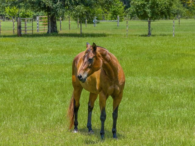 13935 Blue Springs Road, Youngstown, FL 32466