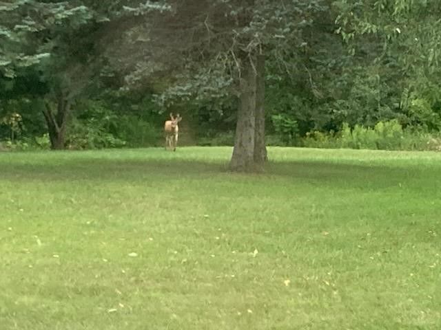 14255 Myers Lake Avenue, Cedar Springs, MI 49319