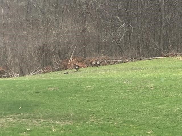 14255 Myers Lake Avenue, Cedar Springs, MI 49319