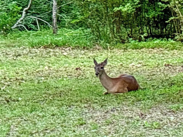 Lot 5 Spiva Cove, Blairsville, GA 30512