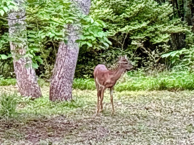Lot 5 Spiva Cove, Blairsville, GA 30512