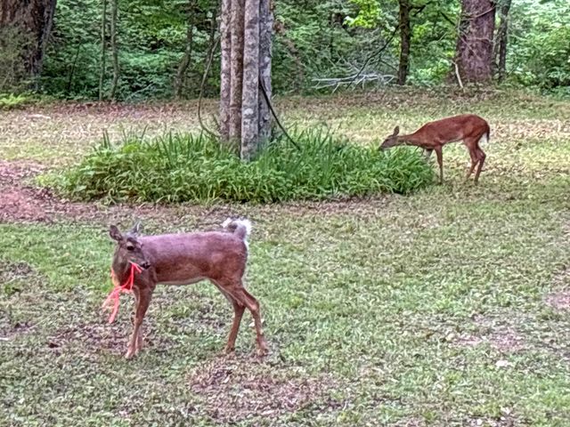 Lot 5 Spiva Cove, Blairsville, GA 30512