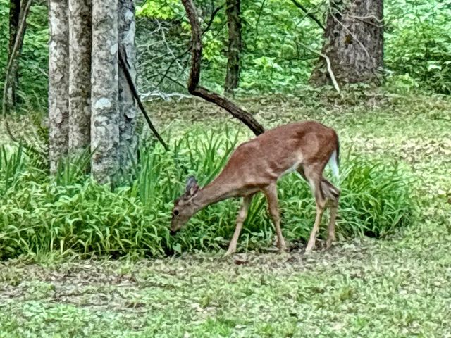 Lot 5 Spiva Cove, Blairsville, GA 30512