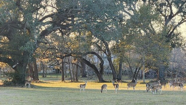 802 Comanche Trail Drive, Rosharon, TX 77583