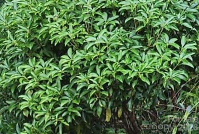 575 Shannons Walk, Lake Lure, NC 28746