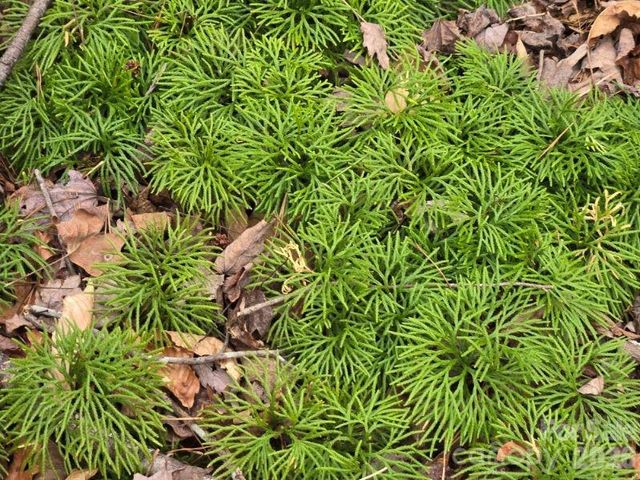 575 Shannons Walk, Lake Lure, NC 28746