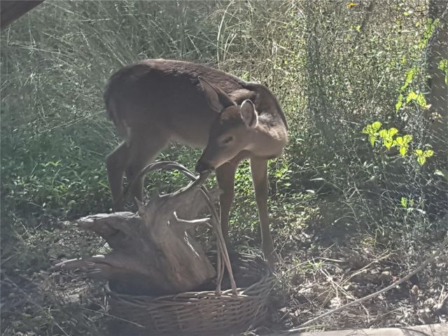 19818 Colina Drive DR, Lago Vista, TX 78645