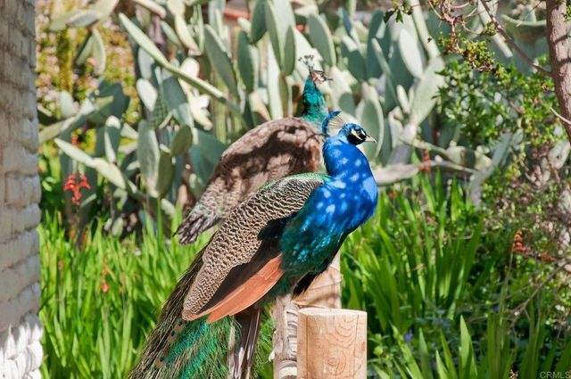 6057 Paseo Carreta, Carlsbad, CA 92009