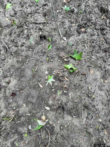 TBD CR 3470, Lovelady, TX 75851