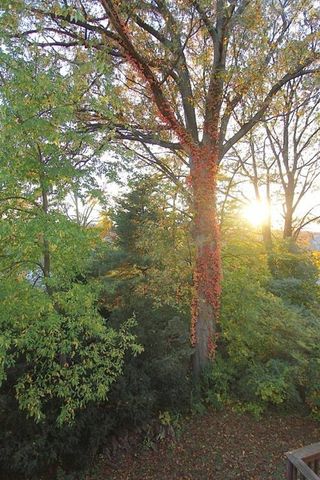 47 Lewis Street 2, Newton, MA 02458