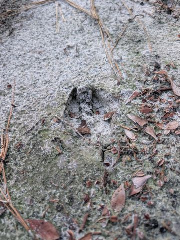 TBD Sowell Drive, Crestview, FL 32539