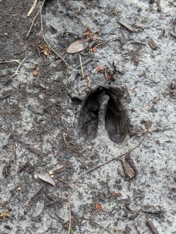 TBD Sowell Drive, Crestview, FL 32539