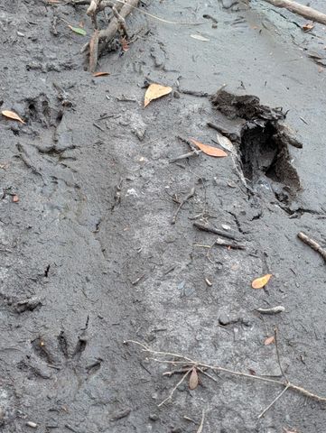 TBD Sowell Drive, Crestview, FL 32539