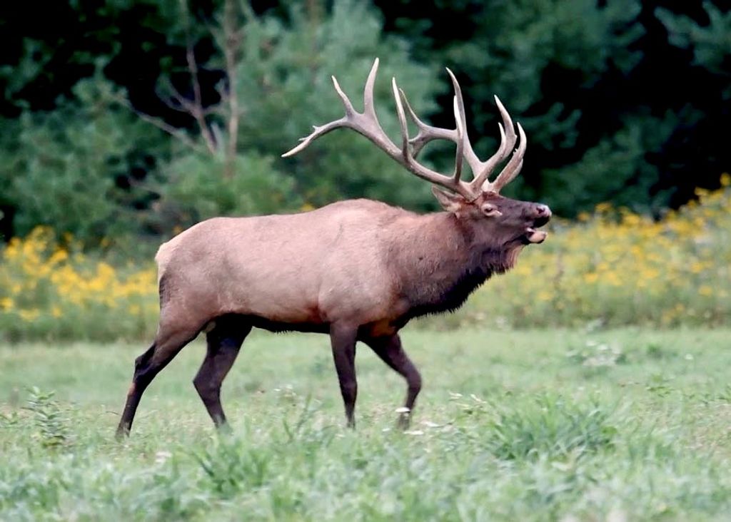 2978 Hwy 296, Cody, WY 82414 photo 15