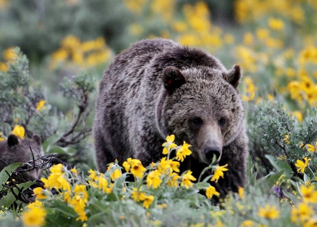 2978 Hwy 296, Cody, WY 82414 photo 17