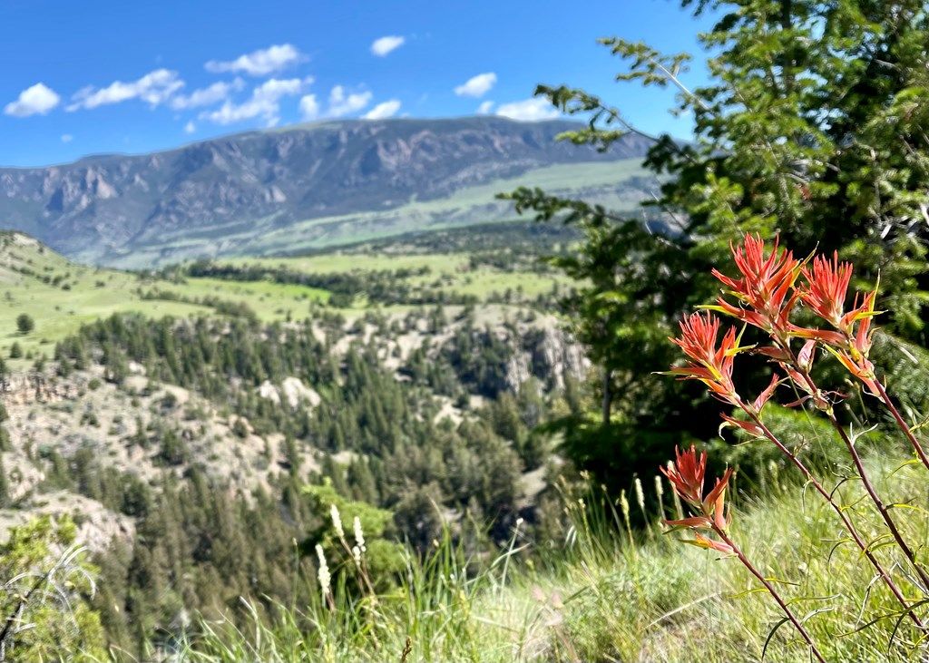 2978 Hwy 296, Cody, WY 82414 photo 20