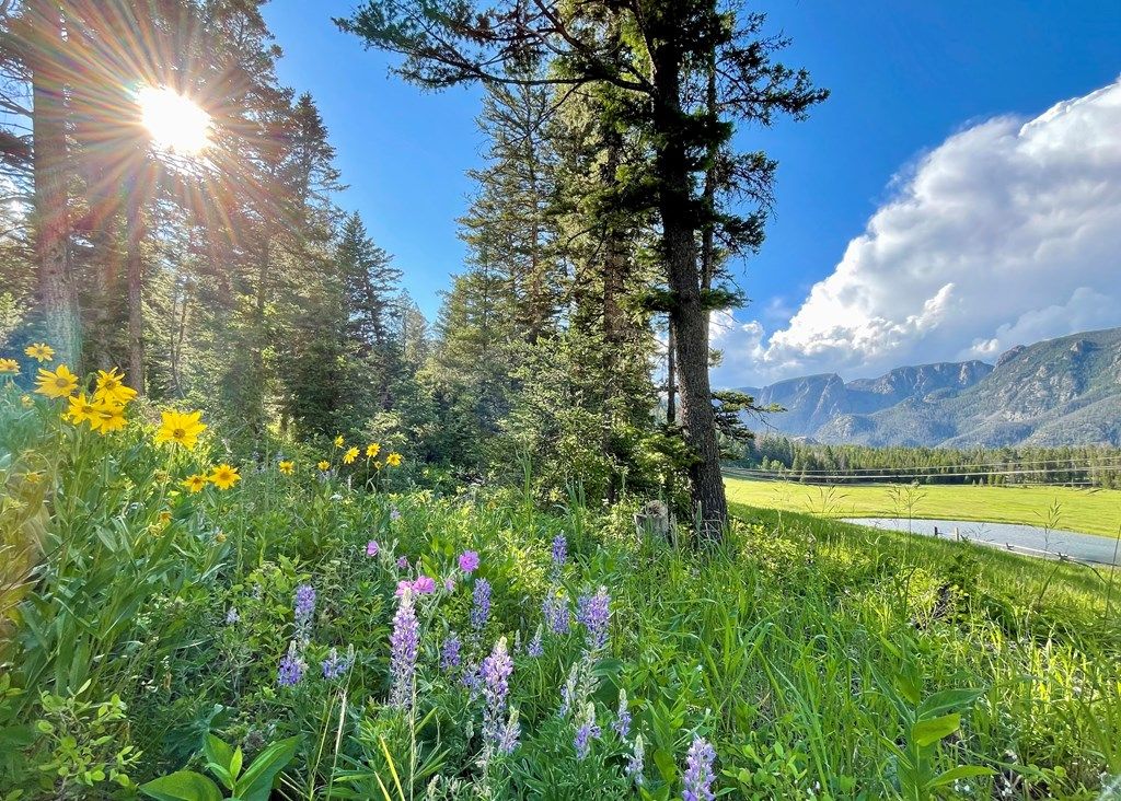 2978 Hwy 296, Cody, WY 82414 photo 3