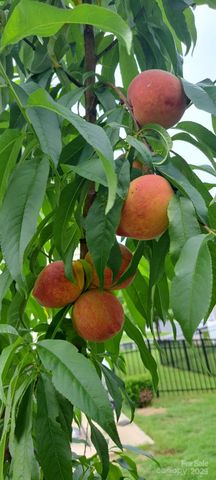 2079 Lakebridge Drive, Fort Mill, SC 29715