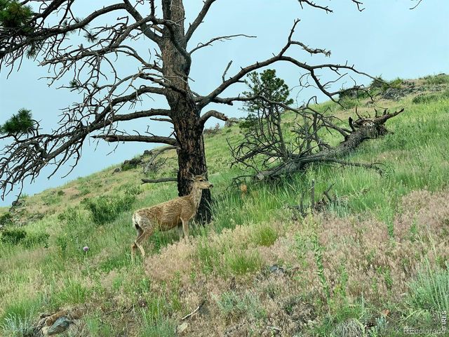 498 Helms Deep Road, Bellvue, CO 80512