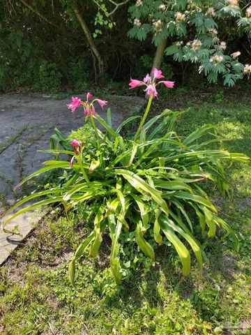 4611 Gunter Rd, Milton, FL 32570