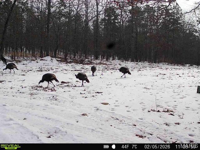 698 Hoot Owl Lane, Grandin, MO 63943