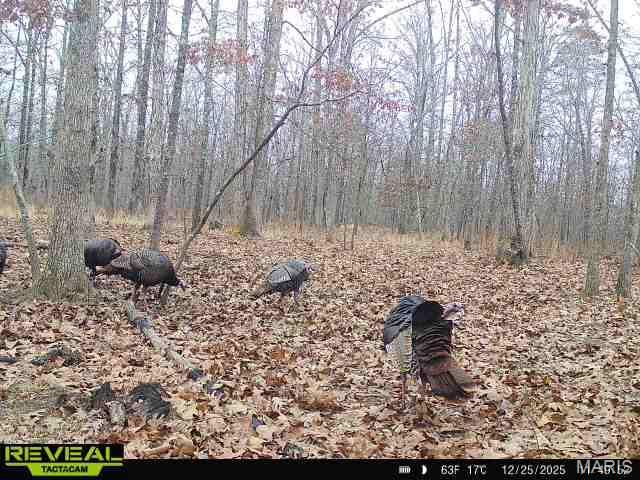 698 Hoot Owl Lane, Grandin, MO 63943