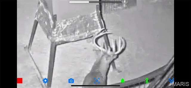 698 Hoot Owl Lane, Grandin, MO 63943