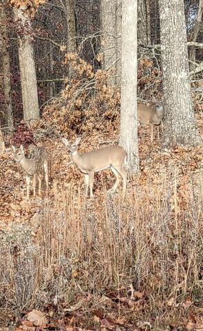 1056 Durgan Place, Dalton, GA 30721