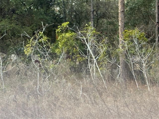 TBD SE AUDUBON AVENUE, Dunnellon, FL 34431