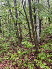 TBD Flintstone, Cushing Twp, MN 56443