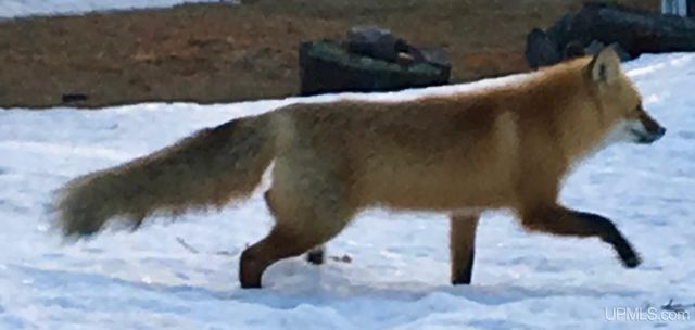 51755 Rice Lake Road, Lake Linden, MI 49945