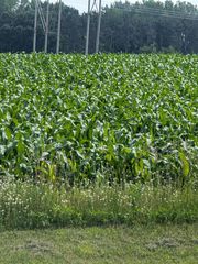 BUELOW ROAD, New London, WI 54961