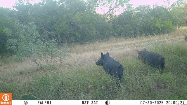 TBD Ralph Coughran, Pleasanton, TX 78064