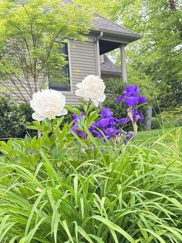 56 Summit Rd 5, Belmont, MA 02478