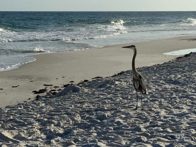26750 Perdido Beach Boulevard 406, Orange Beach, AL 36561
