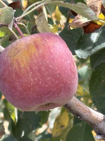 3701 Piermont Drive NE, Albuquerque, NM 87111