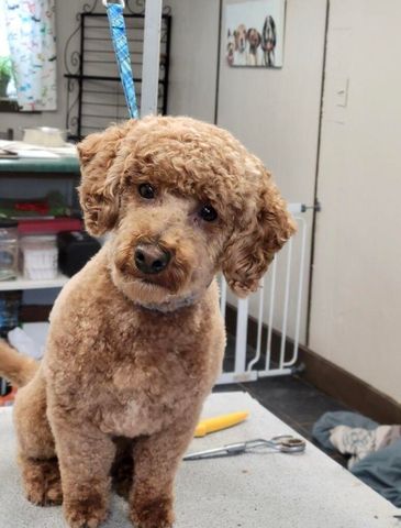 1642 W Inman Road, Nixa, MO 65714